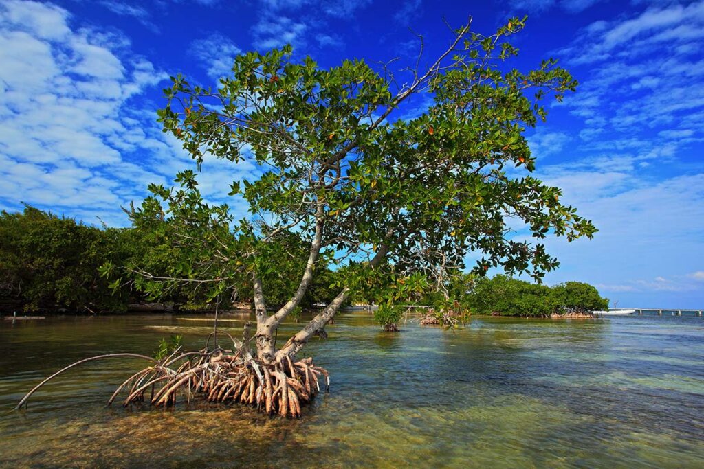 Discover Key West